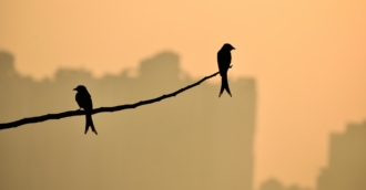 50 High Quality Examples Of Silhouette Photography