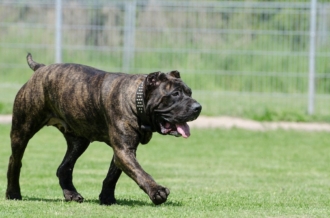 How to find volunteers for your animal shelter