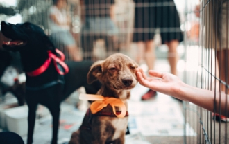 Animal shelter design cues