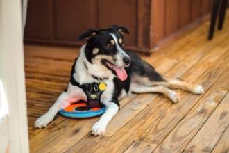 How to transform a shelter dog into a service dog